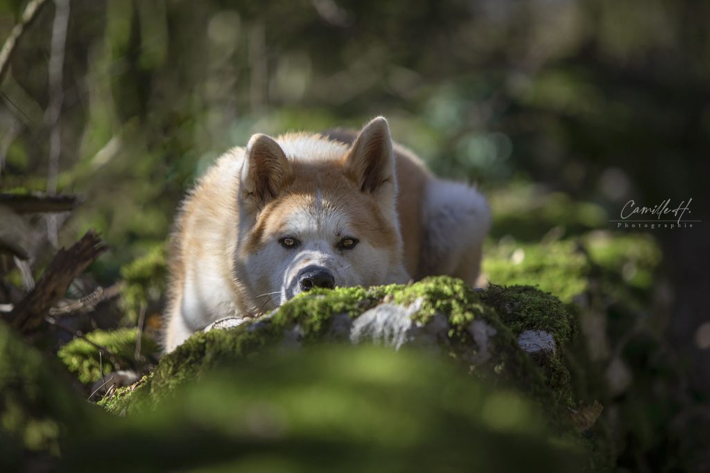 Professionnel animaux photo - Camille H Photographie Photographe Drôme