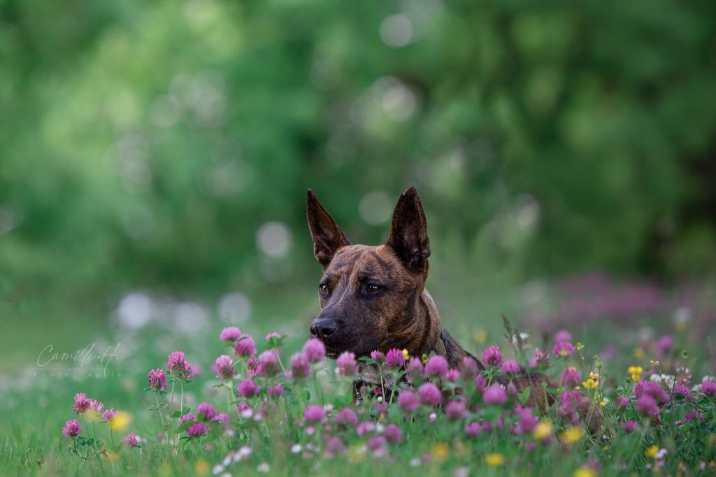 Professionnel animaux photo - Camille H Photographie Photographe Drôme