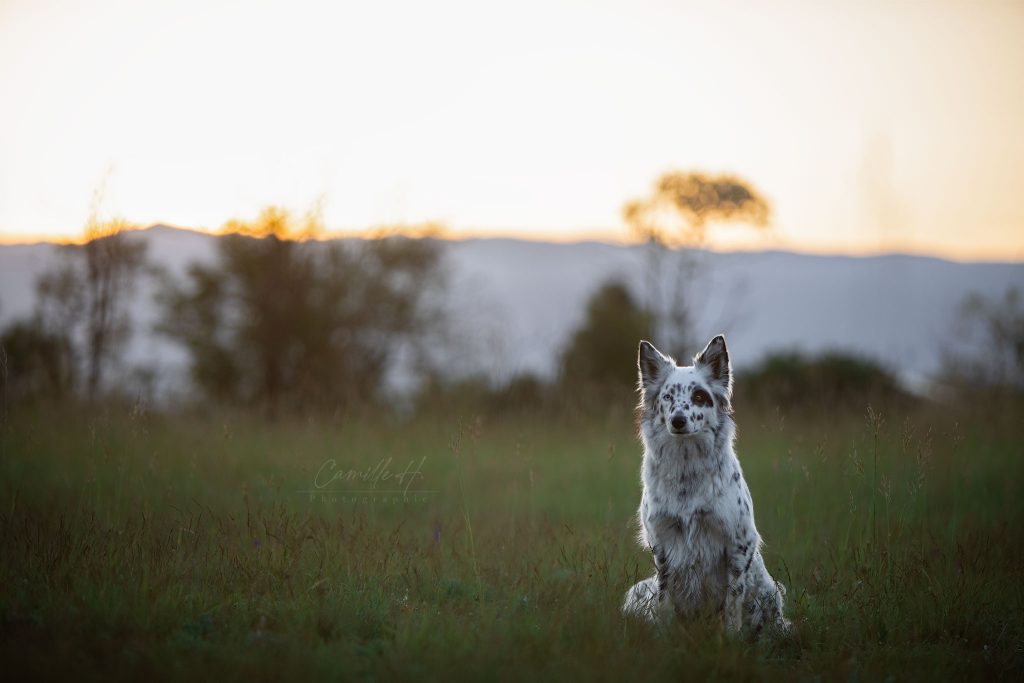 Professionnel animaux photo - Camille H Photographie Photographe Drôme