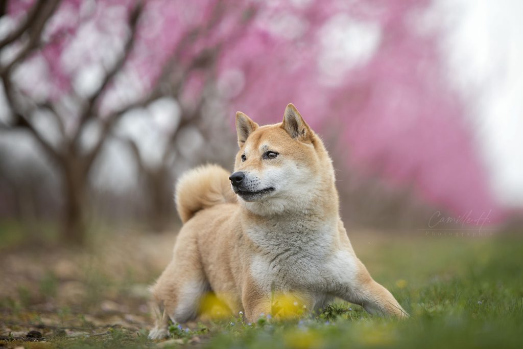 Professionnel animaux photo - Camille H Photographie Photographe Drôme