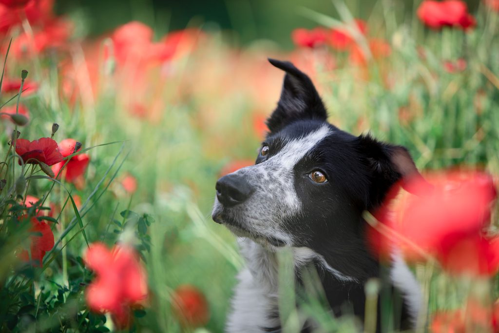 Professionnel animaux photo - Camille H Photographie Photographe Drôme